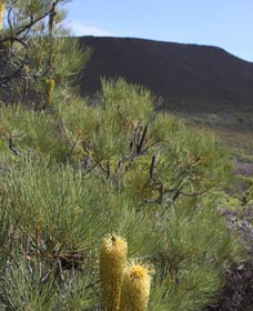 Lesueur Walk Trail, Mount Lesueur - Accommodation ACT 0