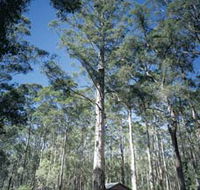 Diamond Tree Lookout Manjimup - Accommodation ACT
