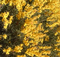 Dalwallinu Remnant Bushland - Accommodation ACT