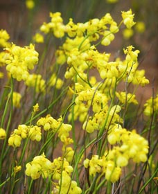 Mount Madden Scenic Drive - Accommodation ACT 0