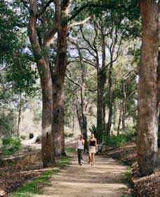Law Trail And Lotterywest Federation Walkway, Kings Park - Accommodation ACT 0