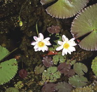 Parry Lagoons Nature Reserve - Accommodation ACT