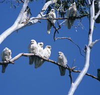 Carawine Gorge - Accommodation ACT
