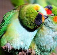 Rainbow Jungle - The Australian Parrot Breeding Centre - Accommodation ACT
