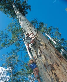 Dave Evans Bicentennial Tree - Accommodation ACT 0