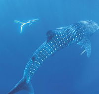 Ningaloo Marine Park - Accommodation ACT
