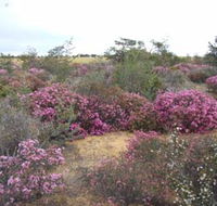 Reynoldson's Flora Reserve - Accommodation ACT