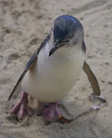 Penguin Island Boardwalks And Walk Trail - Accommodation ACT 0