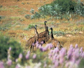 Jurabi Coastal Reserve - Accommodation ACT 0