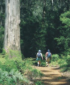 Gloucester Tree - Accommodation ACT 0