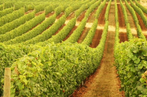 Xanadu Wines - Accommodation ACT 0