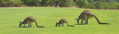 Rockingham Golf Club - Accommodation ACT 3