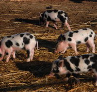 Will's Rare Breeds Farm - Accommodation ACT