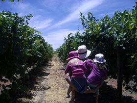 McLaren Vale Orchards - Accommodation ACT 0