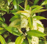Tumbeela Native Bushfoods - Accommodation ACT