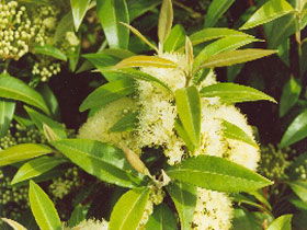 Tumbeela Native Bushfoods - Accommodation ACT 0