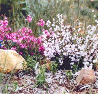 Stokes Bay Bush Garden - Accommodation ACT