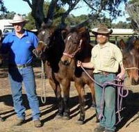 Coffin Bay Brumby Preservation Society Incorporated - Accommodation ACT