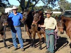 Coffin Bay Brumby Preservation Society Incorporated - Accommodation ACT 0