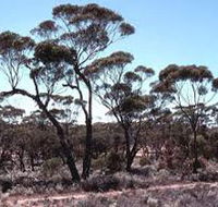 Clements Gap Conservation Park - Accommodation ACT