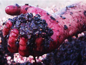 Rusden Wines - Accommodation ACT 0