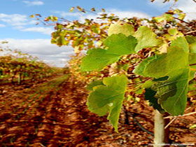 Mirabella Vineyards - Accommodation ACT 0