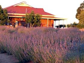 Bella Lavender Estate - Accommodation ACT 0