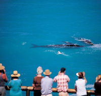 Whale Watching At Head Of Bight - Accommodation ACT