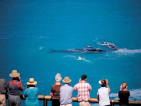 Whale Watching At Head Of Bight - Accommodation ACT 0