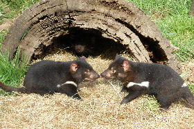 Wing's Wildlife Park - Accommodation ACT 0