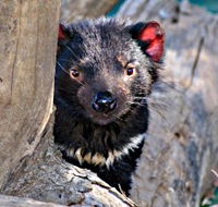 Trowunna Wildlife Sanctuary - Accommodation ACT