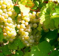 Winstead Vineyard - Accommodation ACT