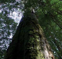 Styx Big Tree Reserve - Accommodation ACT