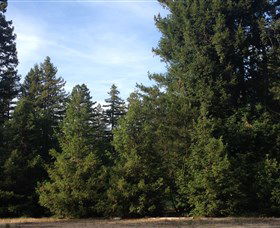 Pialligo Redwood Forest - Accommodation ACT 0