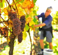 Native Point Wines - Accommodation ACT