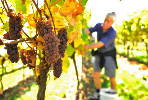 Native Point Wines - Accommodation ACT 0