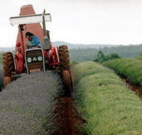 Bridestowe Lavender Farm - Accommodation ACT