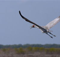 Gayngaru Wetlands Interpretive Walk - Accommodation ACT
