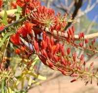 Olive Pink Botanic Garden - Accommodation ACT