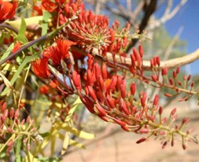 Olive Pink Botanic Garden - Accommodation ACT 0