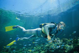 Kirra Reef Dive Site - Accommodation ACT 0