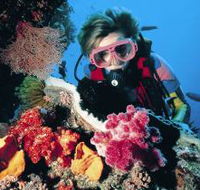 Nine Mile Reef Dive Site - Accommodation ACT