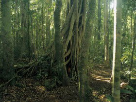 Beechmont QLD Accommodation ACT