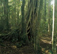 Lamington National Park Binna Burra Section - Accommodation ACT