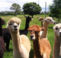 Banyandah Alpacas - Accommodation ACT