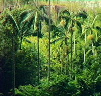 Fern Tree Pool and Giant's Chair Circuit - Accommodation ACT