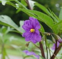 Alpha Native Flower Garden - Accommodation ACT