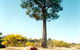 Robbers Tree - thumb 0