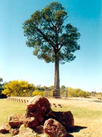 Robbers Tree - Accommodation ACT 0