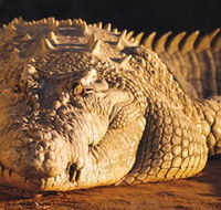 Koorana Crocodile Farm - Accommodation ACT